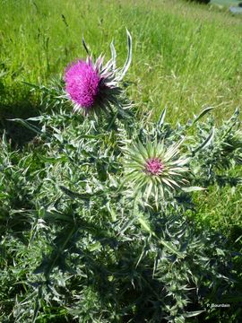 Image of Musk Thistle