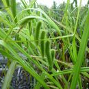 Plancia ëd Carex pseudocyperus L.