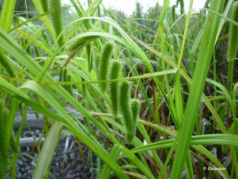 Plancia ëd Carex pseudocyperus L.