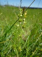 Image de Carex spicata Huds.