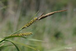 Imagem de Carex vesicaria L.