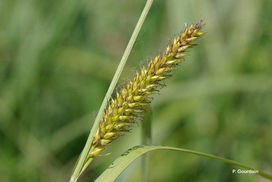 Imagem de Carex vesicaria L.