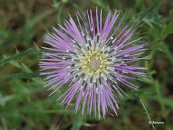 Galactites tomentosa Moench的圖片