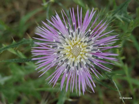 Image of Boar Thistle