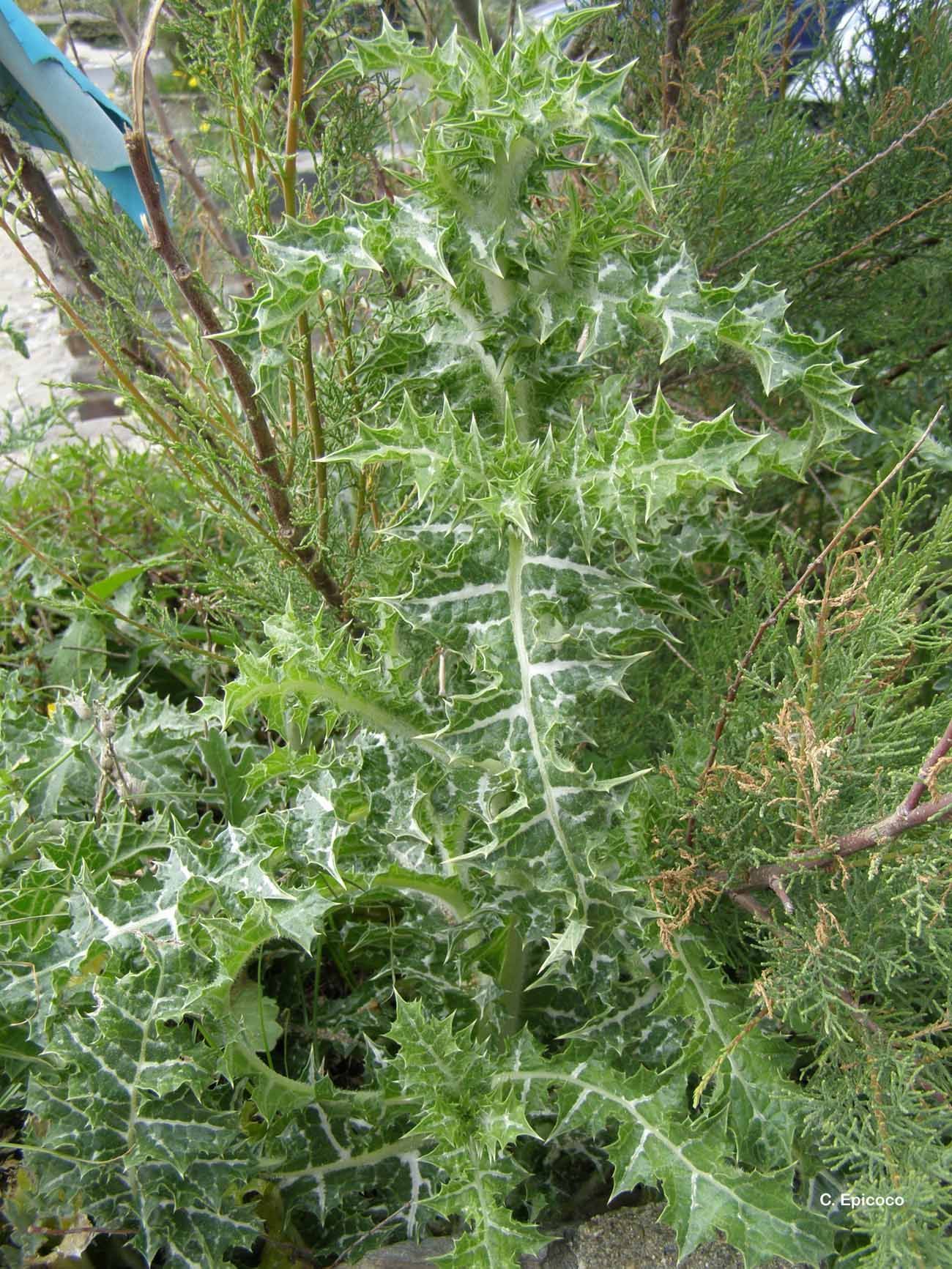 Image de Galactites tomentosa Moench