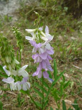 Image of Goat's rue