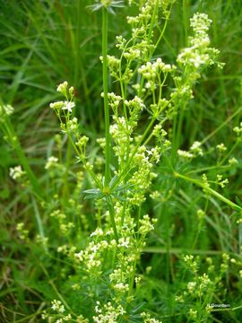 Plancia ëd Galium mollugo L.