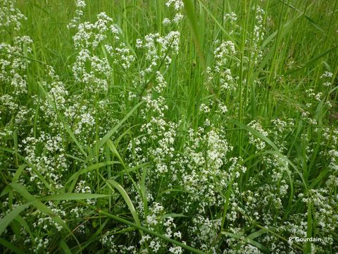 Image of White bedstraw