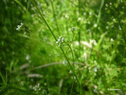 Image of Common Marsh-bedstraw