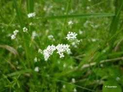 Image of Common Marsh-bedstraw