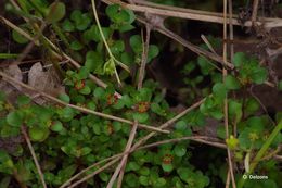 Image de Lythrum borysthenicum (Schrank) Litv.