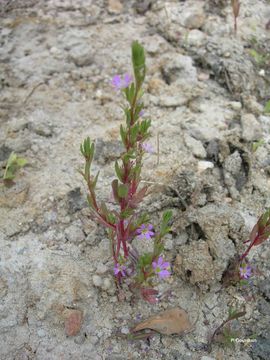 Plancia ëd Lythrum hyssopifolia L.