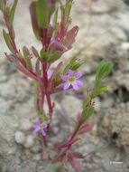 Plancia ëd Lythrum hyssopifolia L.