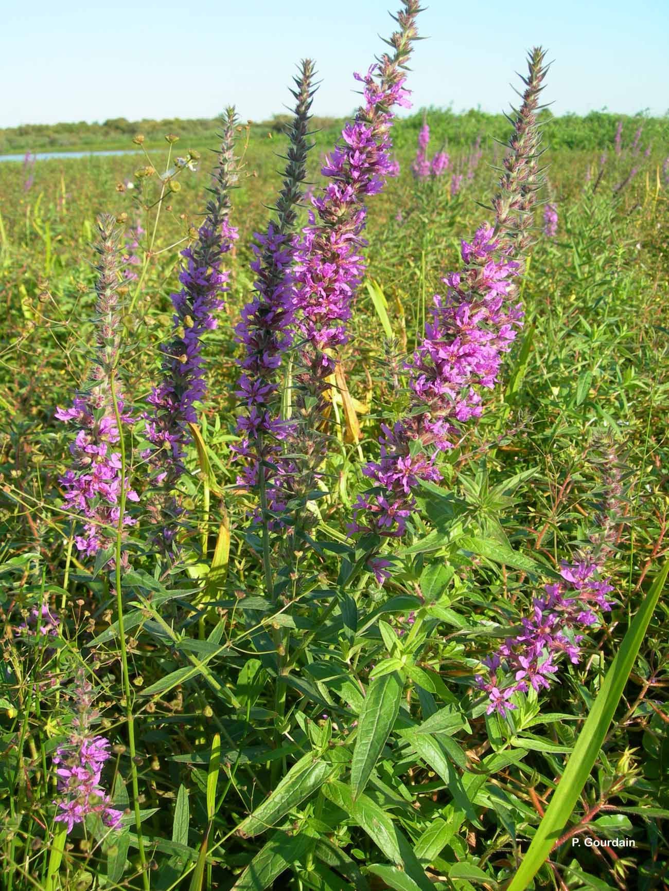 Image of Purple Loosestrife