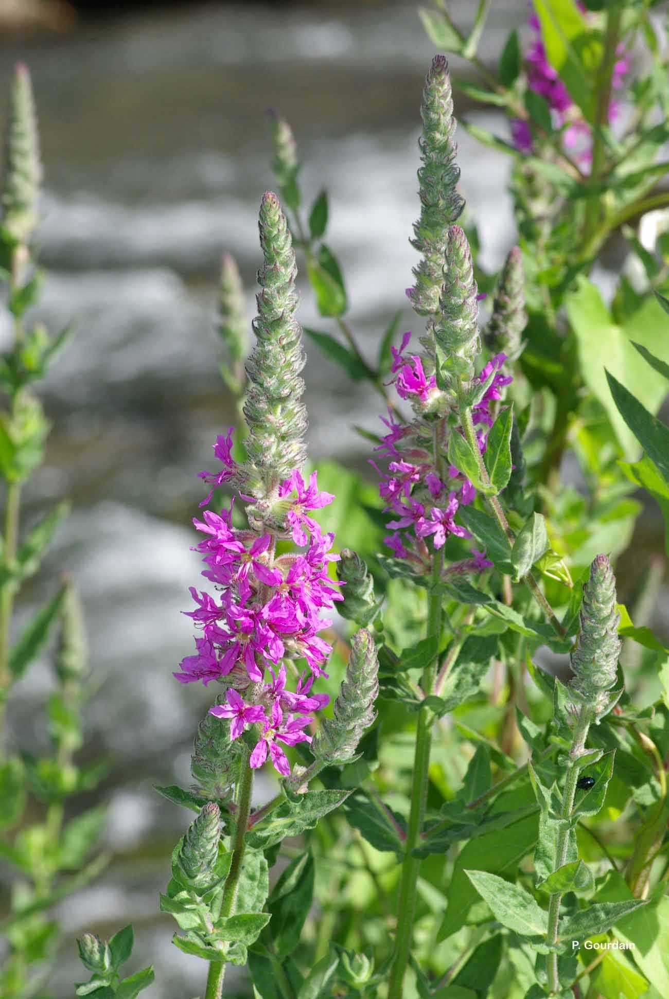 Image of Purple Loosestrife