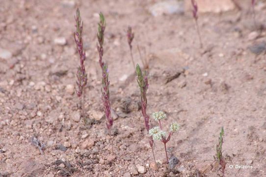 Plancia ëd Lythrum thymifolia L.