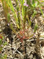 Image de Lythrum thymifolia L.