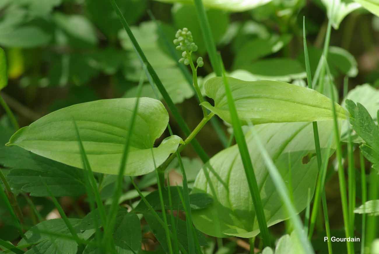 Image of may lily