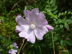 Image of european mallow