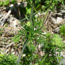 Image of musk mallow