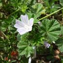 Image of low mallow