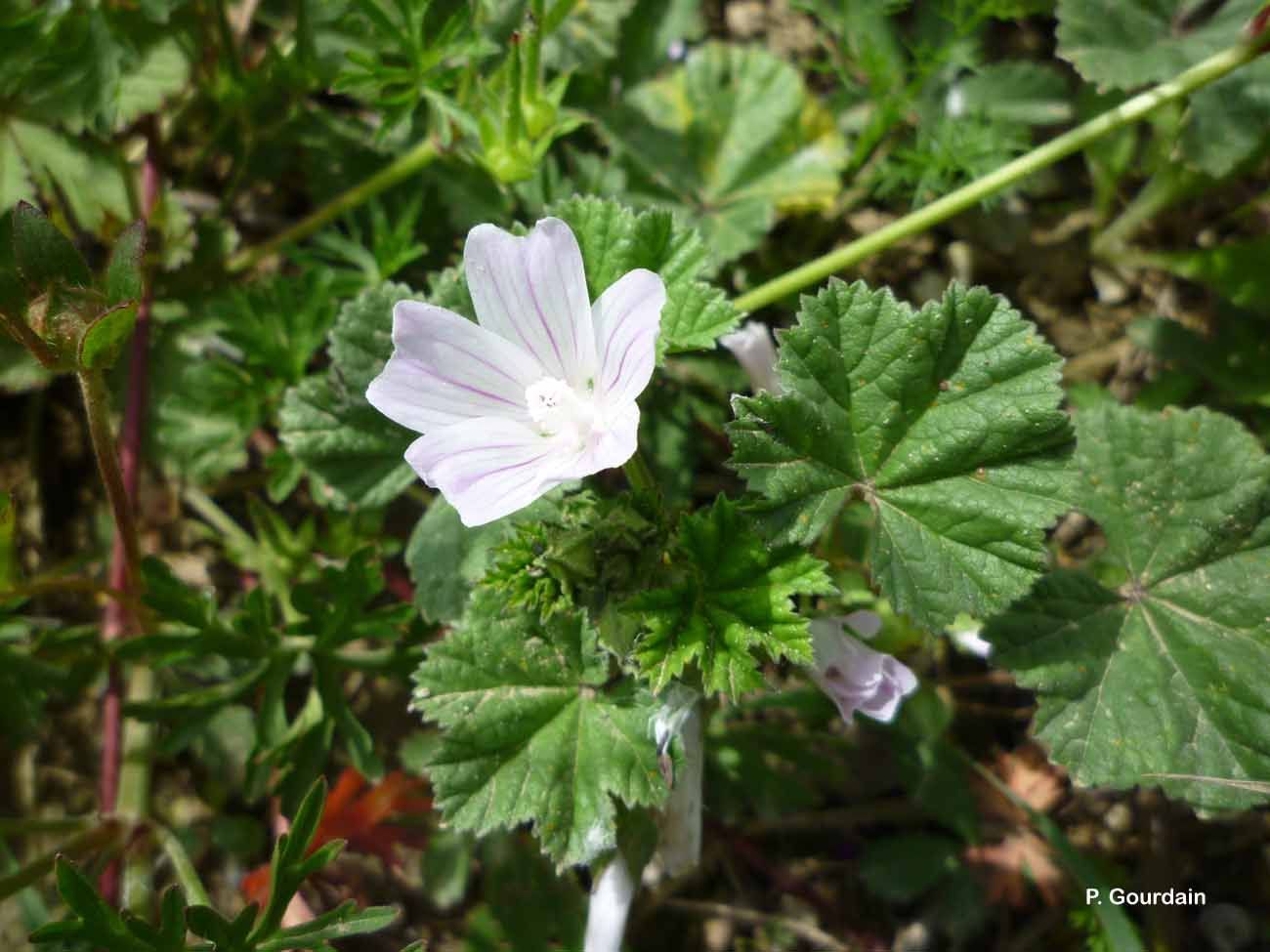 Image of low mallow