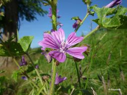 Image of high mallow