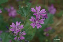 Image of high mallow