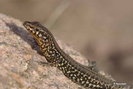 Image de Lezard tiliguerta