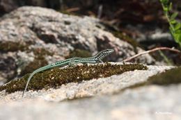 Image de Lezard tiliguerta