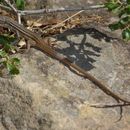 Image of Sand lizards