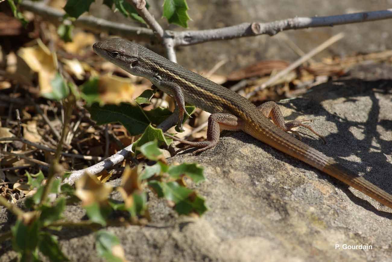 Plancia ëd Psammodromus algirus (Linnaeus 1758)