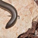 Chalcides Laurenti 1768 resmi