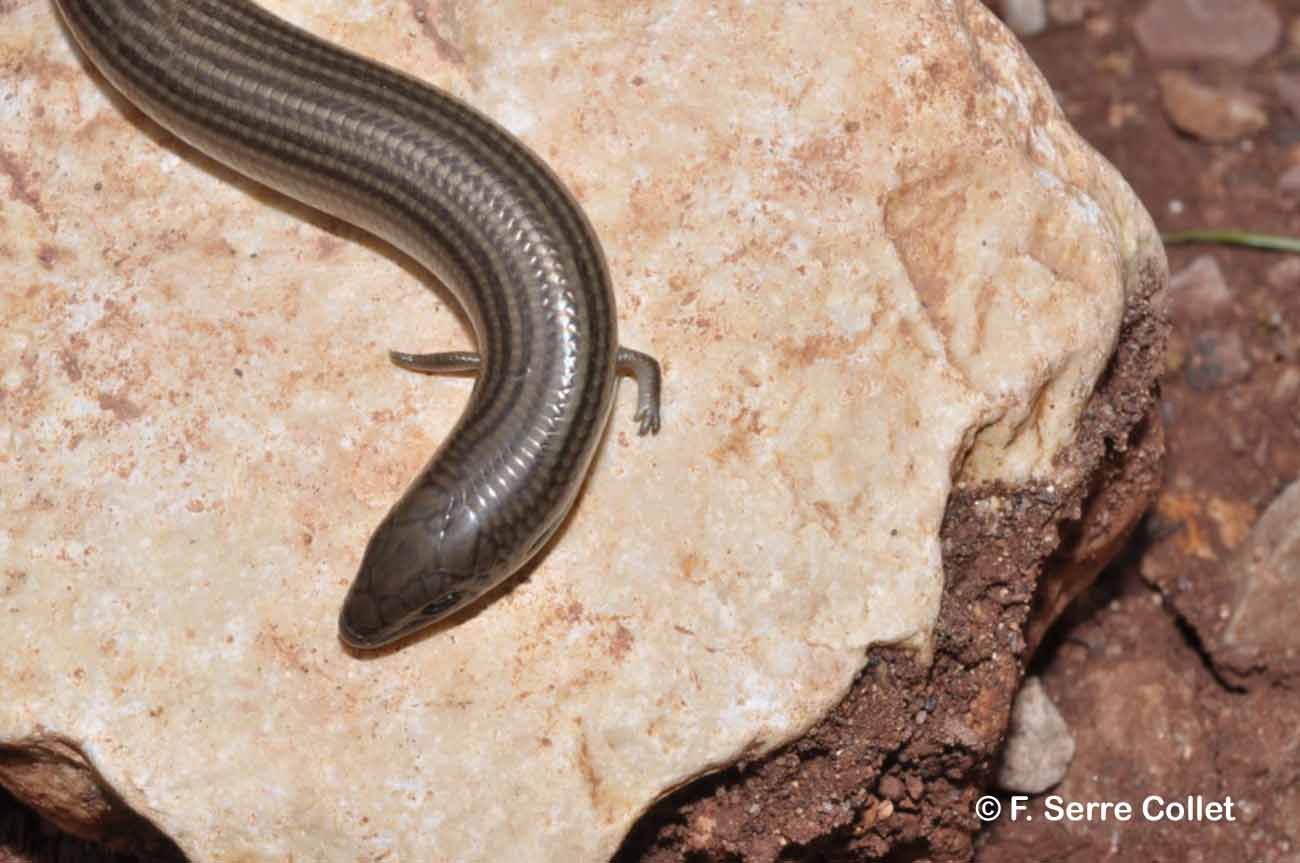 Plancia ëd Chalcides striatus (Cuvier 1829)