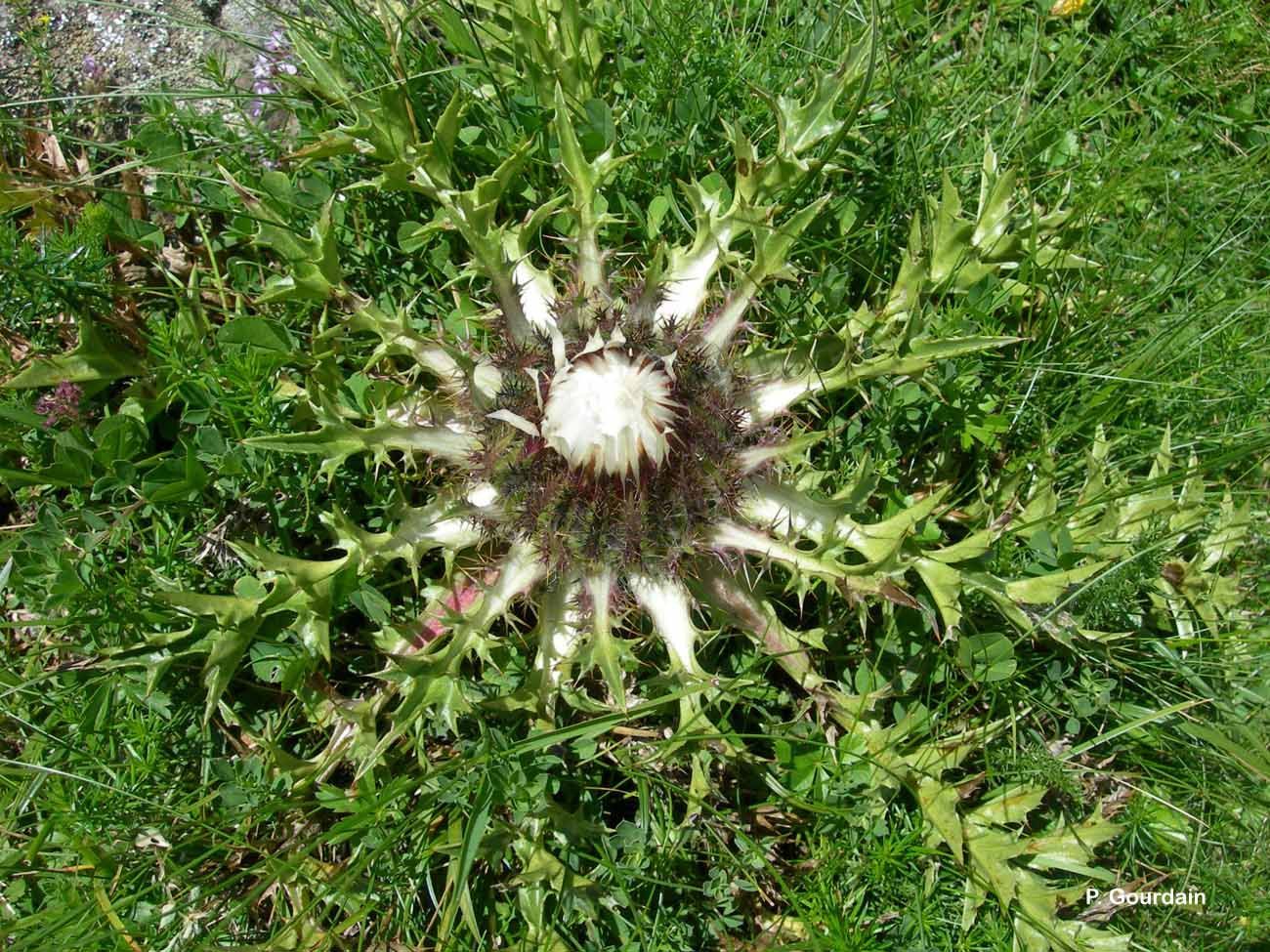 Image of Carlina acaulis L.