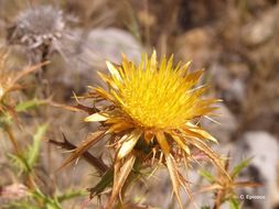 Image of Carlina corymbosa L.