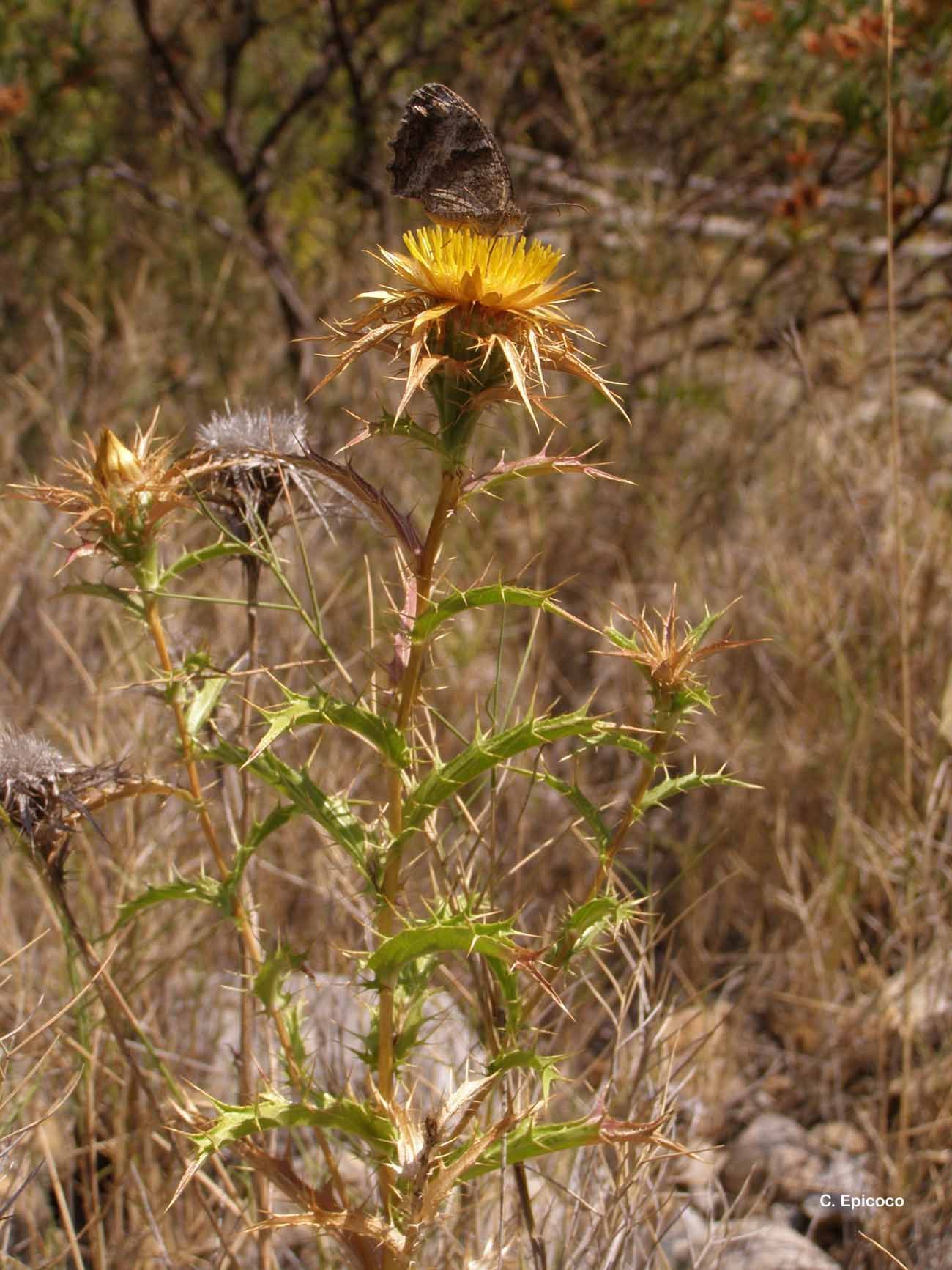 Image of Carlina corymbosa L.