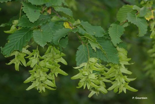 Image of European hornbeam