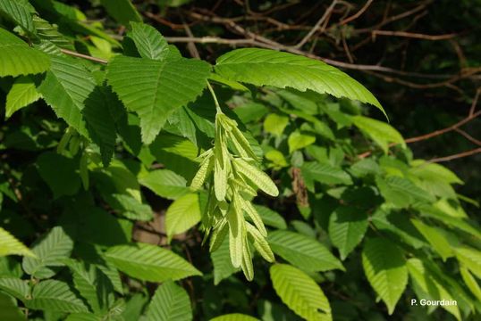 Image of European hornbeam