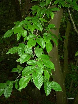 Image of European hornbeam