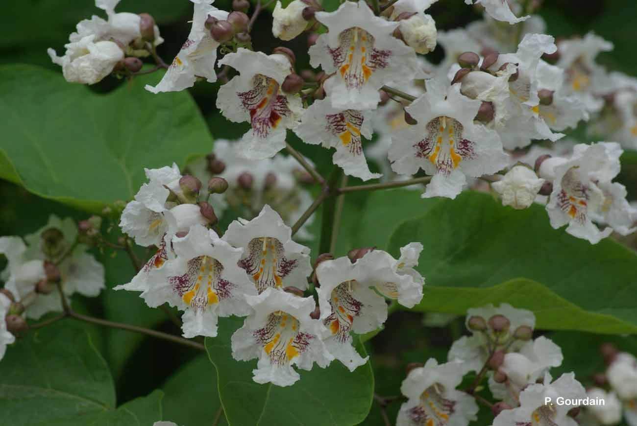 Image of southern catalpa