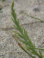 Image of sea-fern grass