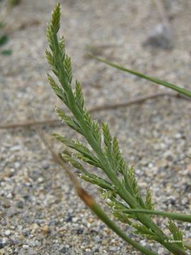 Слика од Catapodium marinum (L.) C. E. Hubb.