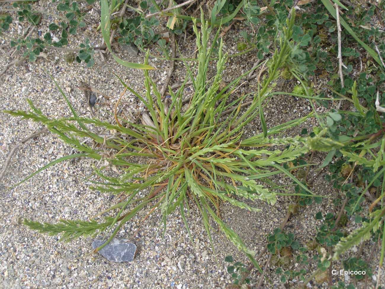 Image of sea-fern grass