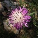 Image of rough star-thistle