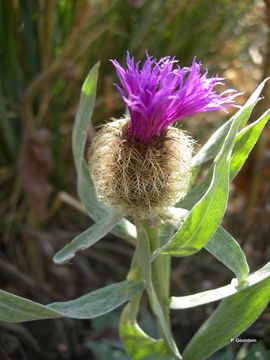 Слика од Centaurea uniflora Turra