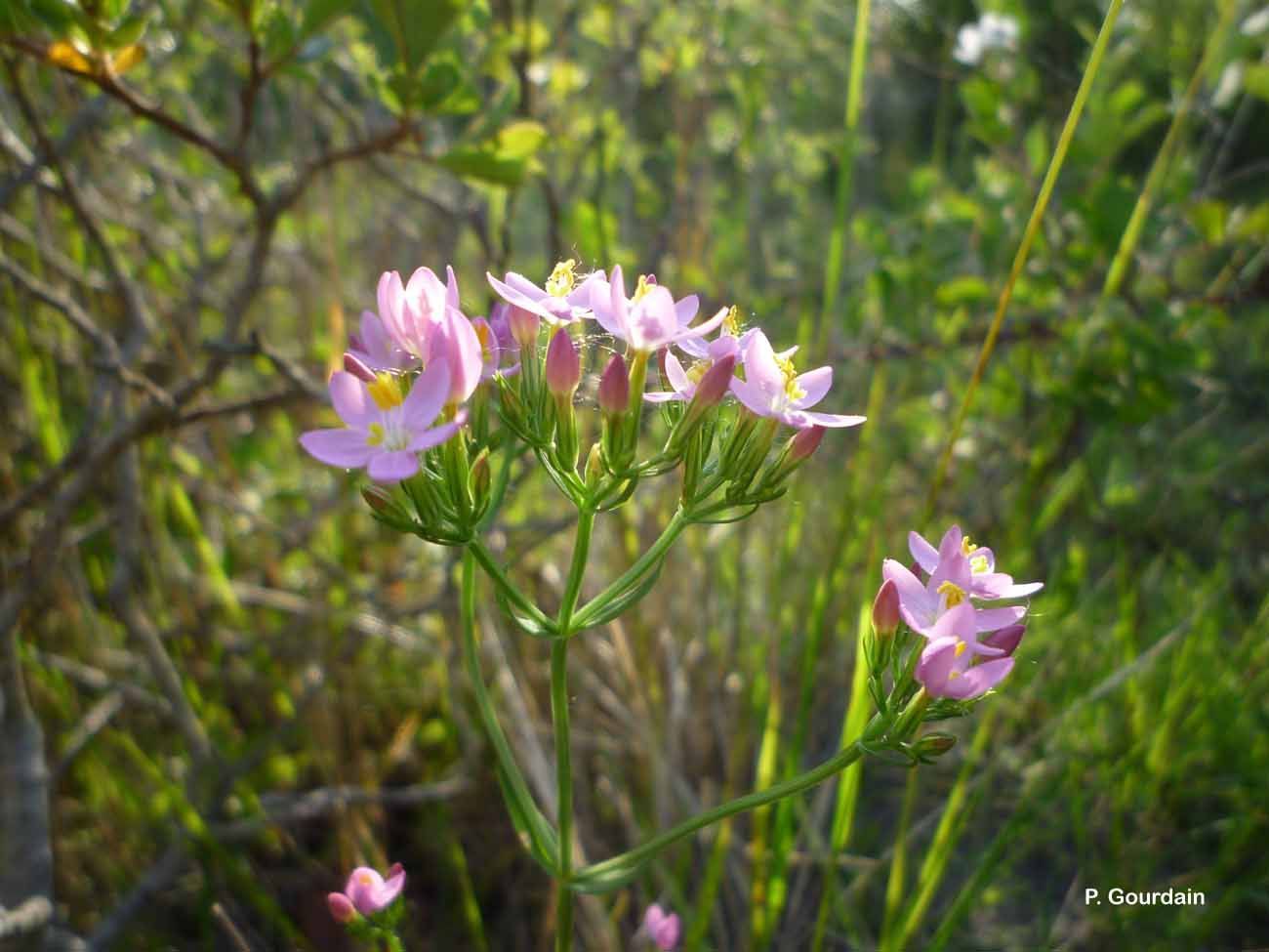 Image of Centaury