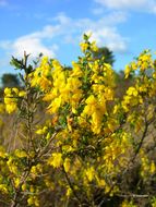 Слика од Genista anglica L.