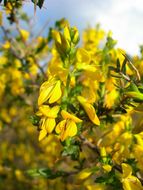 Слика од Genista anglica L.