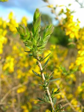 Genista anglica L. resmi